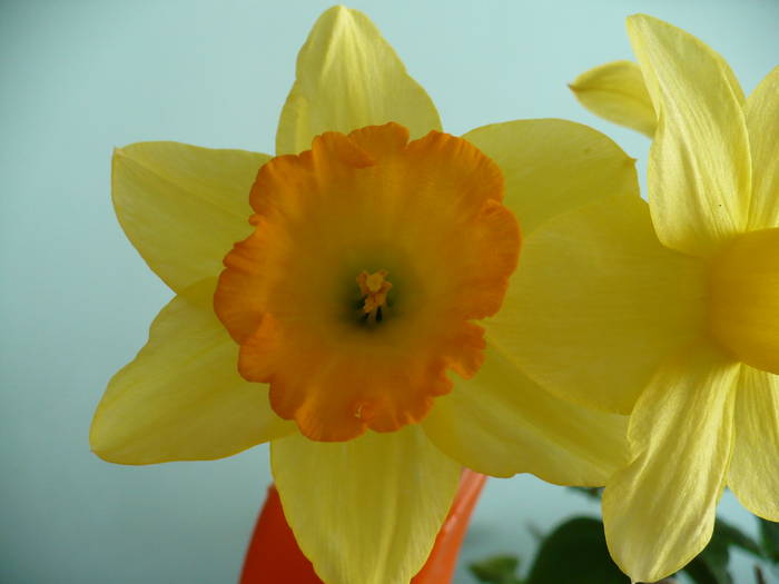 P1090673 - flori diverse