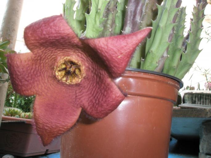 Stapelia comparabilis