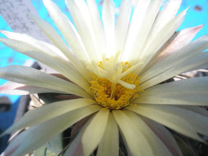Coryphantha bumamma - floare