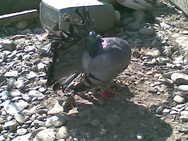 28022009(049) - diferite rase porumbei