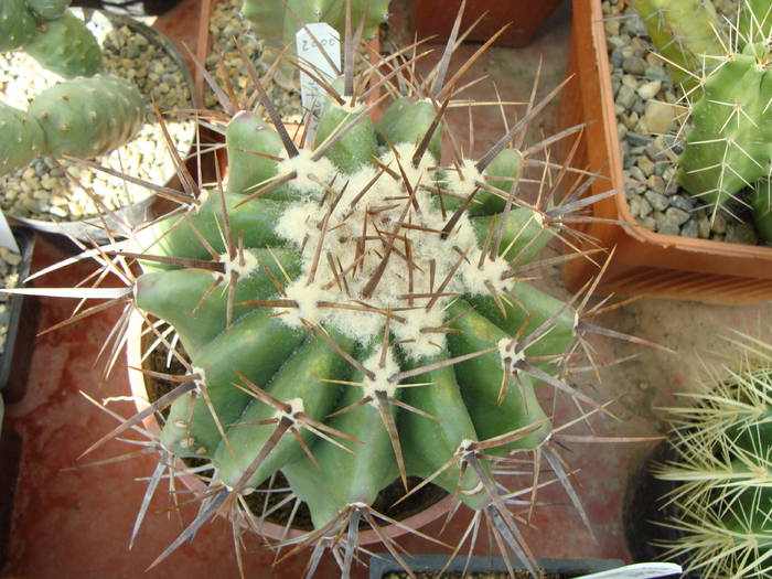 Echinocactus grandis - Ferocactus-Echinocactus