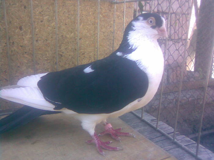 Dat an Tg Mures - D- Porumbei JUCATORI DE GALATI VANDUTI Album 1