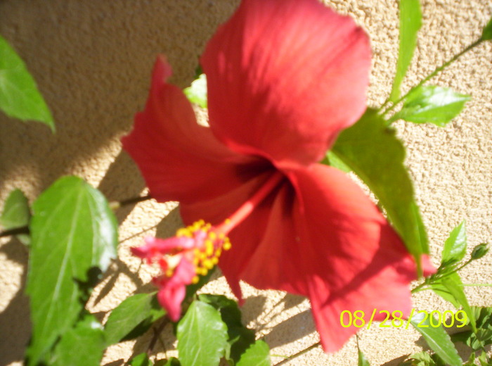 Hibiscus; o floare,o zi,2 flori,o zi...
