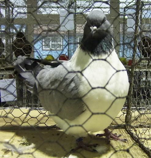 strasser blue barless 1