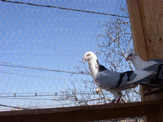 SN851819 - poze zburatorii