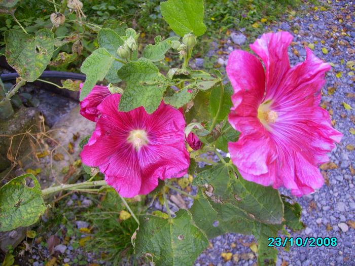 IMG_4886 - Flori de toamna