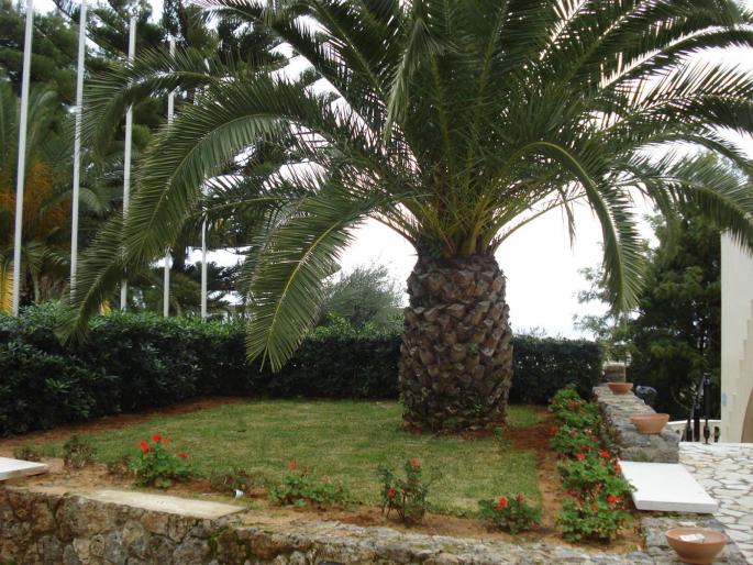 DSC07879 - 2008 REVELION CORFU