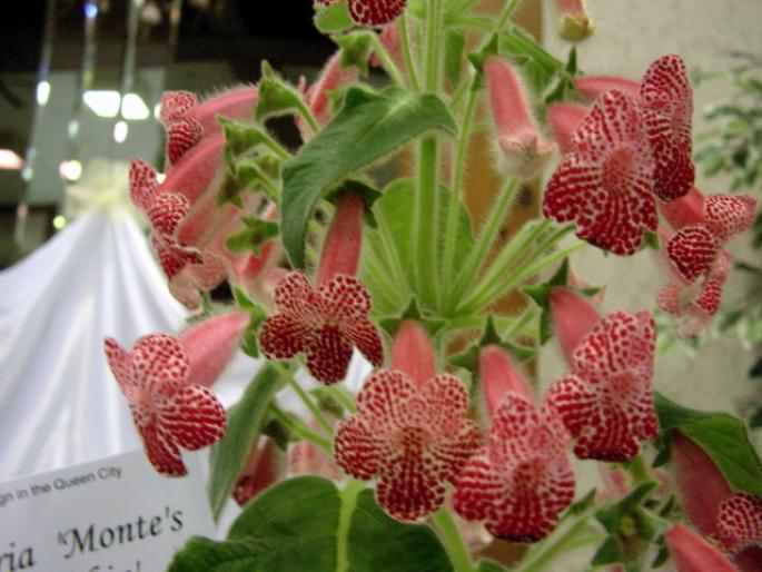 Kohleria_Montes_Friendship_2005avsa_2 - violete de pe net