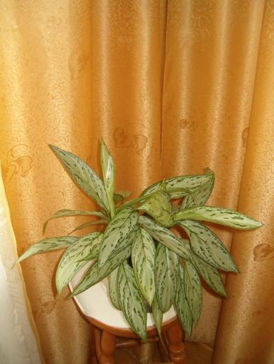 Aglaonema - diverse