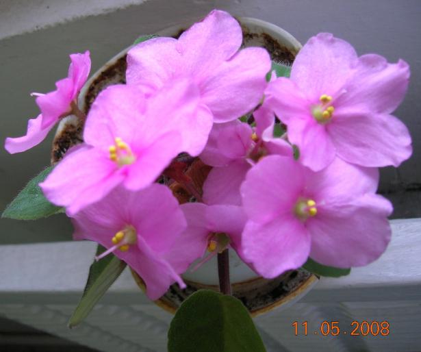 violete... roz - plante apartament