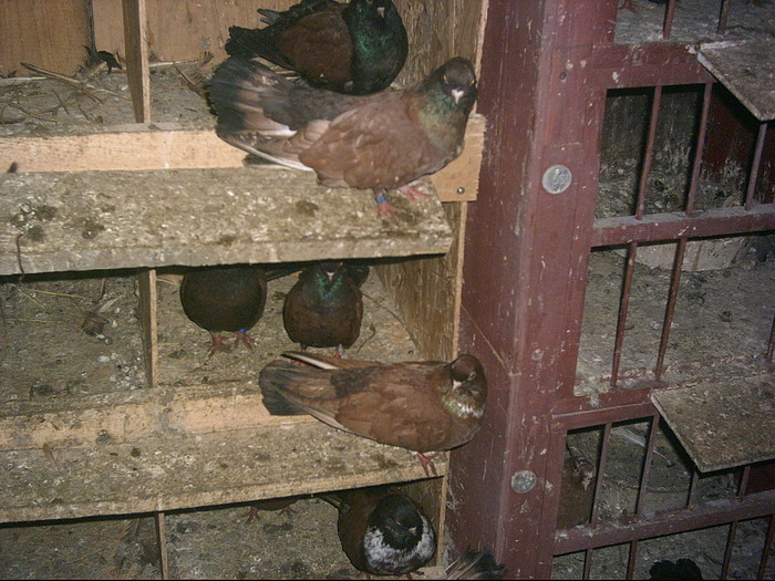 PICT0009 - STANDARDUL RASEI ZBURATOR ORBETEAN ROMANESC