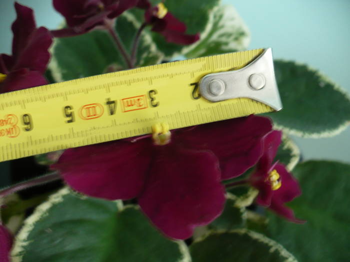 P1120740 - Saintpaulia - violete de camera