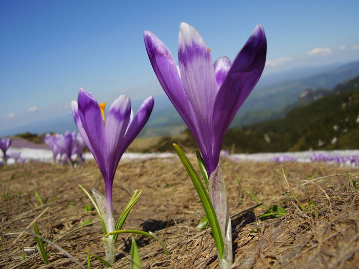 P5130116 - muntii ciucasi