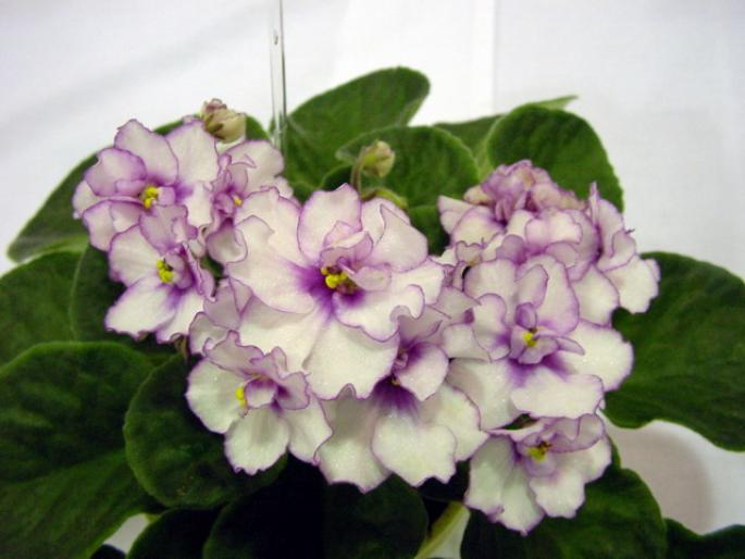 Optimara_Rocky_Mountain_2005avsa - violete de pe net 1