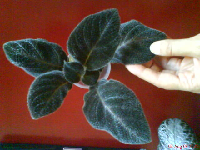 Episcia Chocolate Velour; Episcia Chocolate Velour
