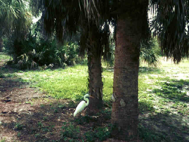 EGRET - Pasari