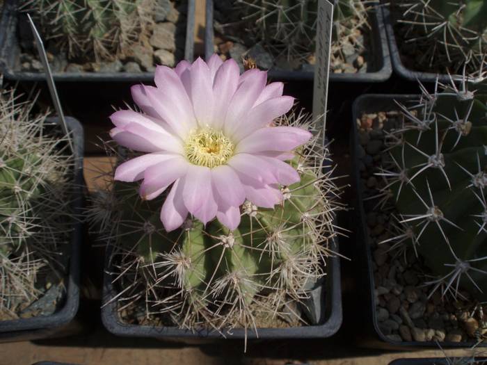 Acanthocalycium violaceum