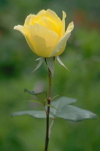 ROSE011 - Trandafiri