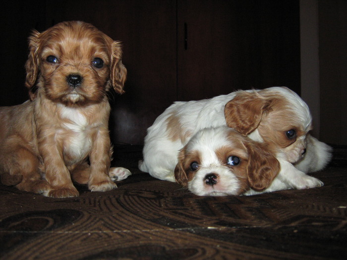 IMG_4253 - CAVALIER KING CHARLES SPANIEL