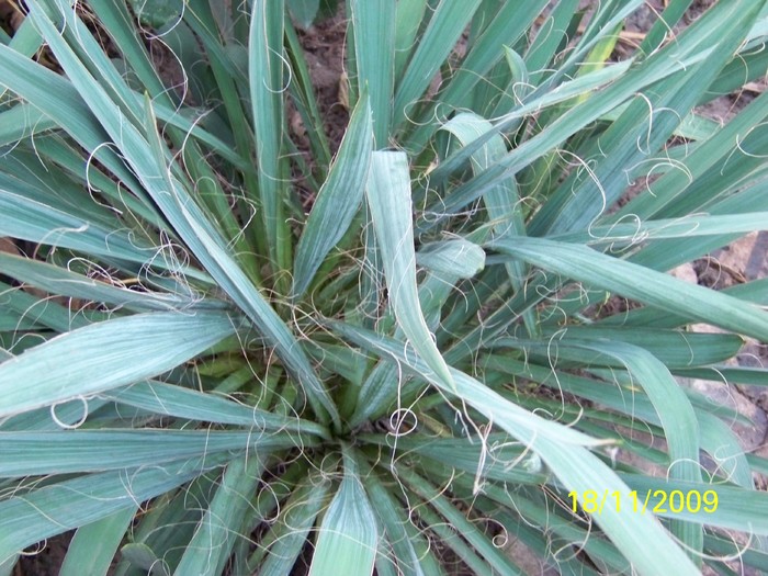 100_4652 - Toamna in curte  Timisoara