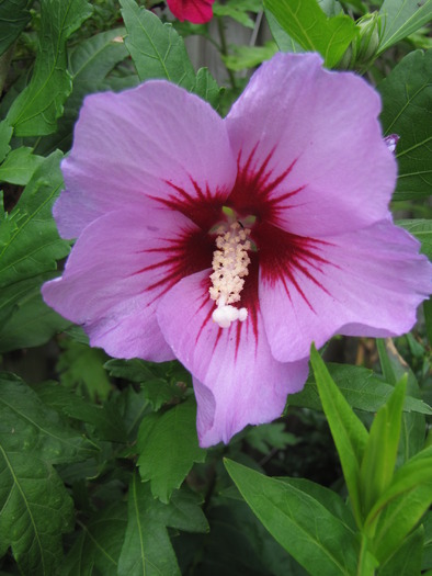 Hibiscus gradina 16 aug 2009 - hibiscus gradina