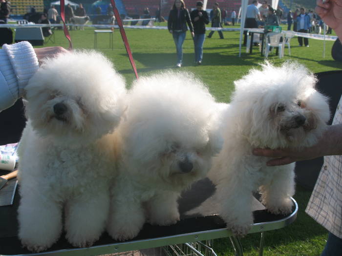 IMG_4694 - bichon frise