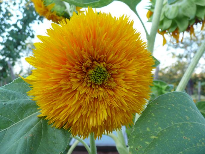 P1000992 - Gradina flori