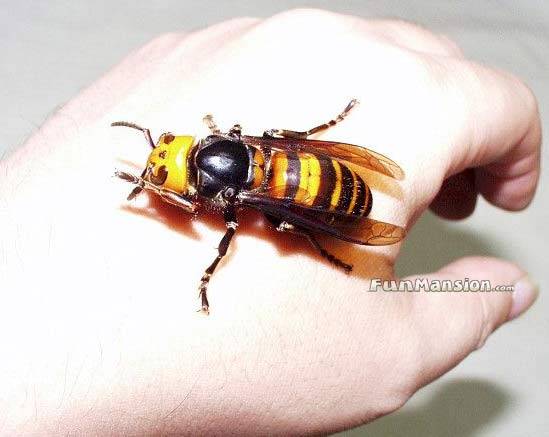 HugeHornet_1