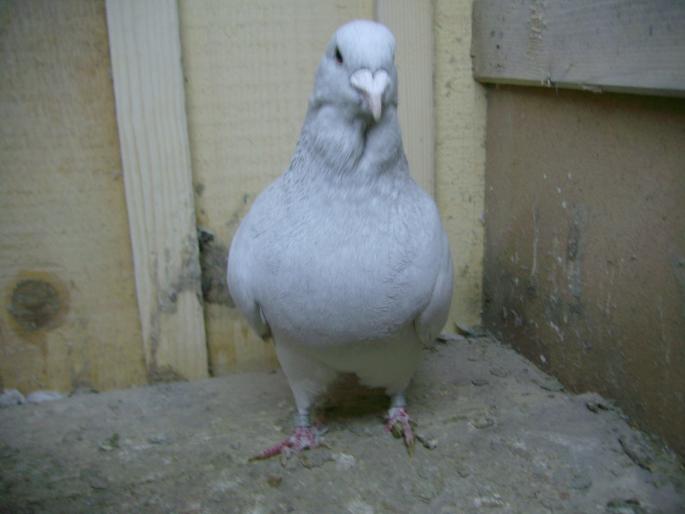 piticu-vandut feher daniel