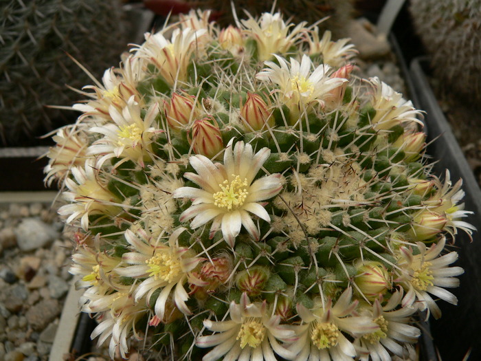 mammillaria_karwinskiana - genul Mammillaria