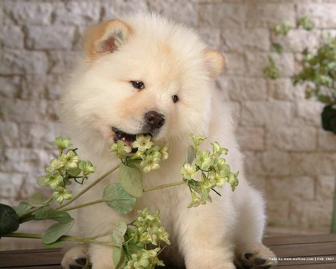 Chow_Chow_dog Q1