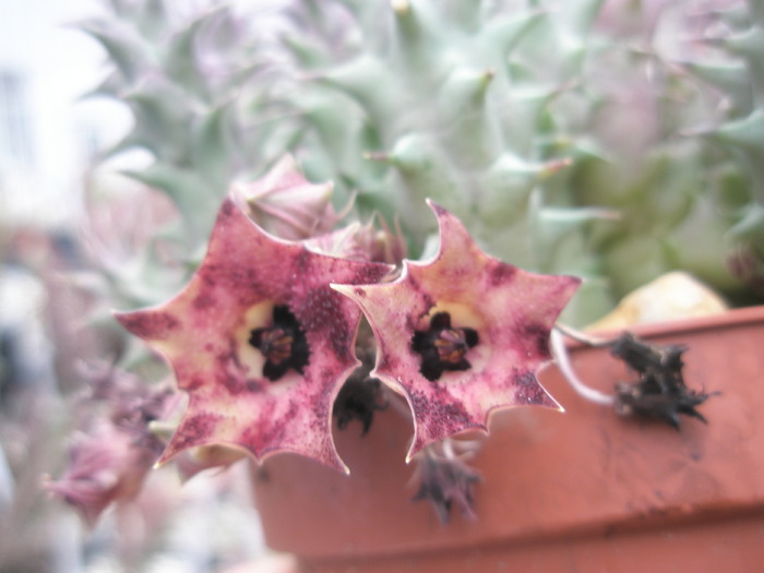 flori de Huernia macrocarpa