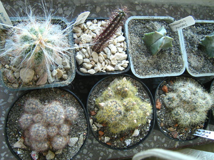 IMG_4486 - Cactusi 1 martie 2009