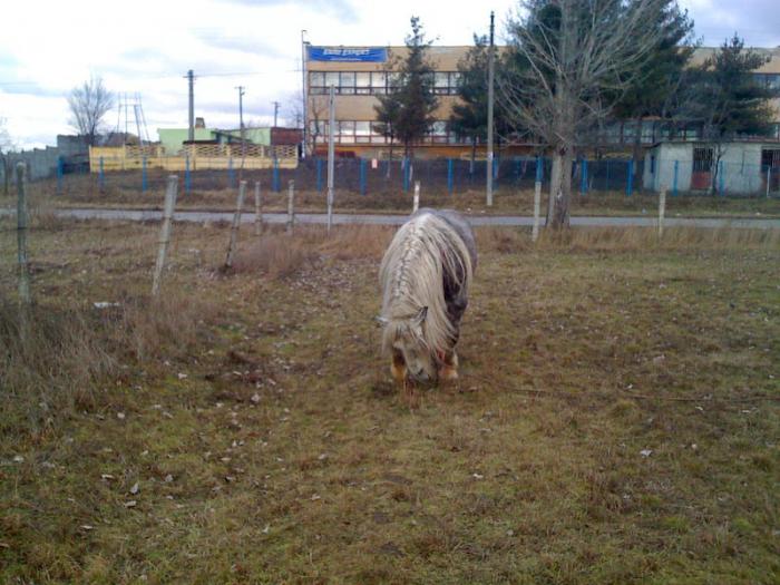 Percheron - Cai de rasa Percheron