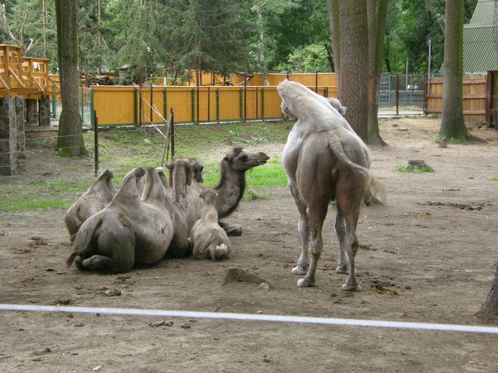P7040058 - Zoo Nyiregyhaza 2009
