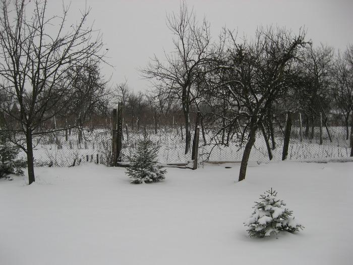 03.01.2010 - gradina ianuarie 2010