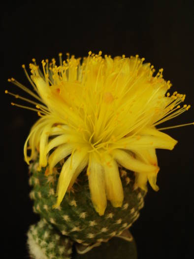 Copiapoa laui. - Cactusi