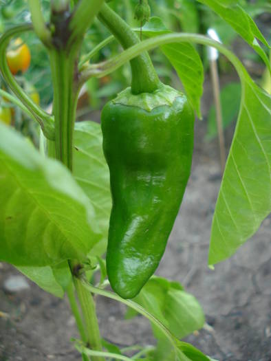 Padron Pepper (2009, July 09) - Padron Pepper