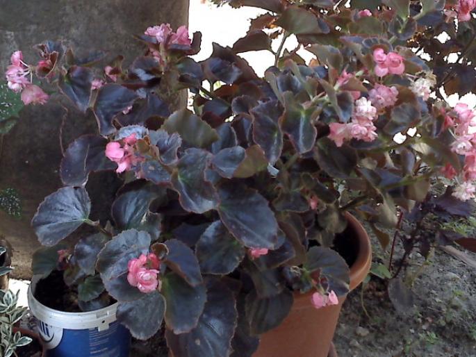 BEGONIA SEMPERFLORENS - FLORI 2008