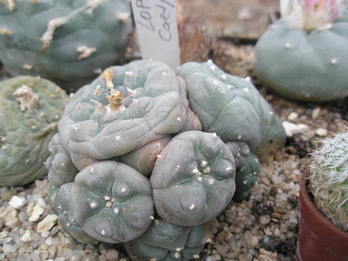 P6010140 - plantele lui George Nitu