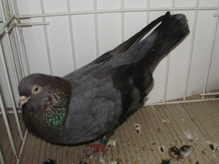 vanat bz 1 - 1509 rom juc 1