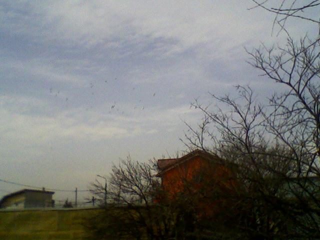 Fotografii-0006Jap - Copy - Porumbeii mei calatori