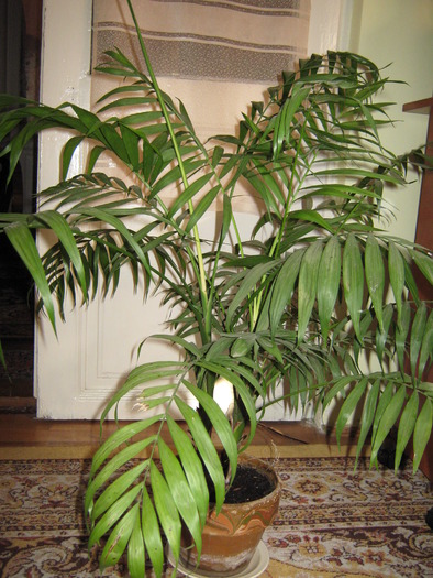Kentia - Plante de interior