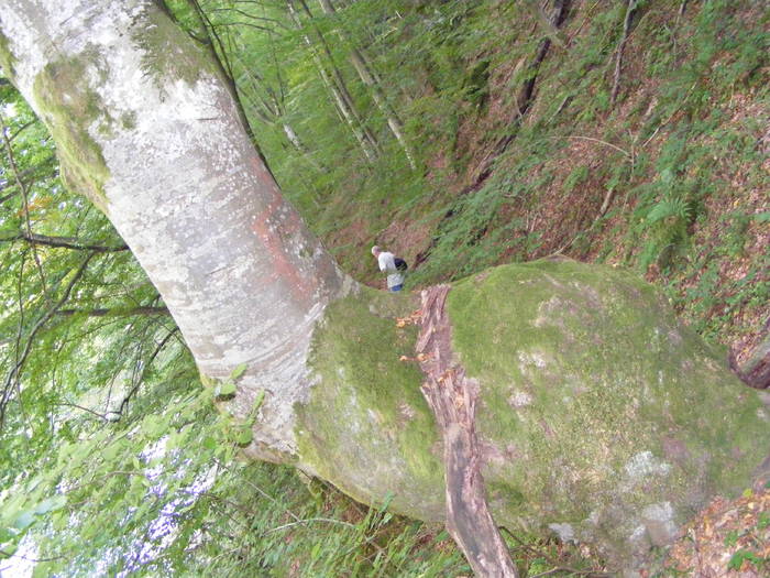 DSCF0414 - Cheile Lapusului- Biserica V- Cetatea Chioar