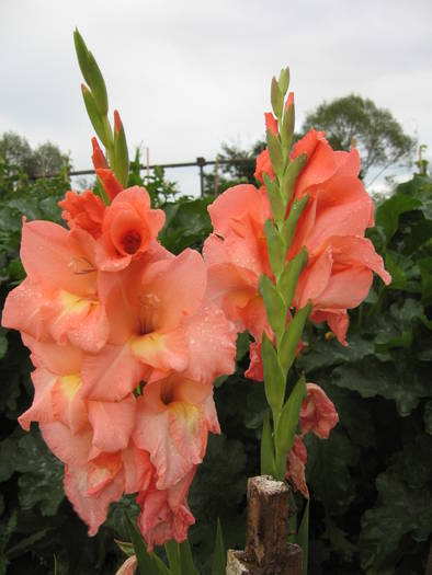 Gladiole - Flori de gradina