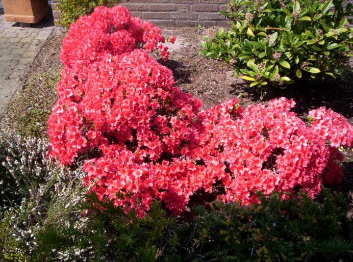 Rhododendron vecini 7 mai 2008 (2) - plante diverse - nu imi apartin