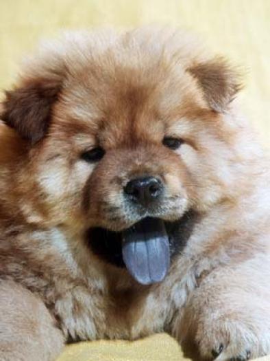 puiutz chow chow 1