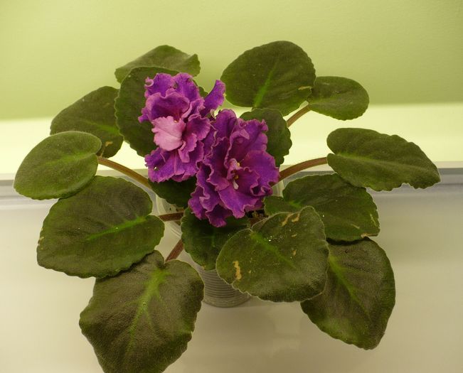 P1170191
