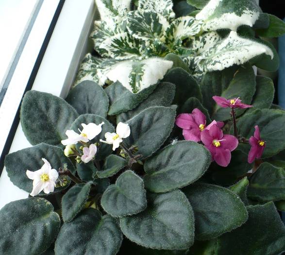 P1130381 - Saintpaulia - violete de camera