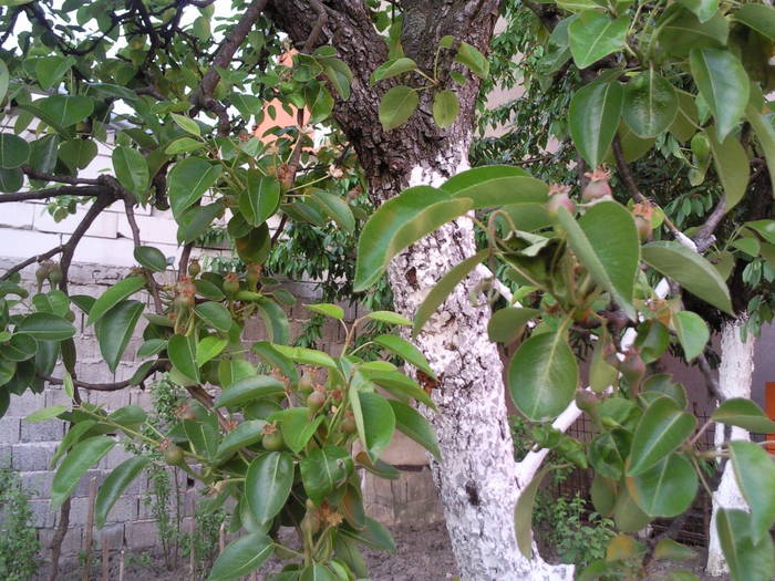 pere micute , imediat dupa inflorire, april 09 - Pomi fructiferi fructe si arbusti